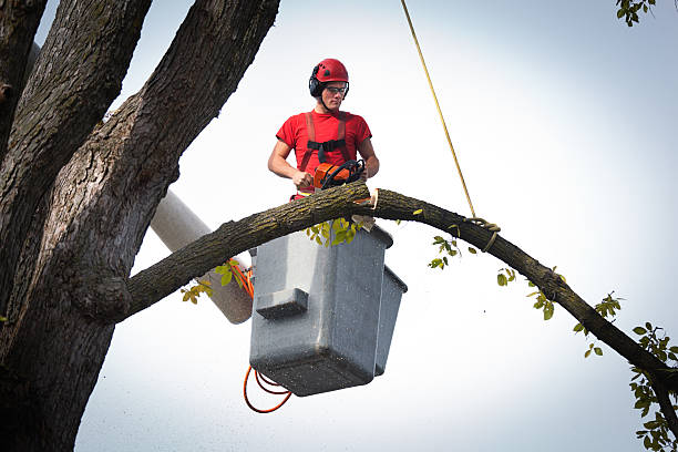 Best Leaf Removal  in Seabrook, TX