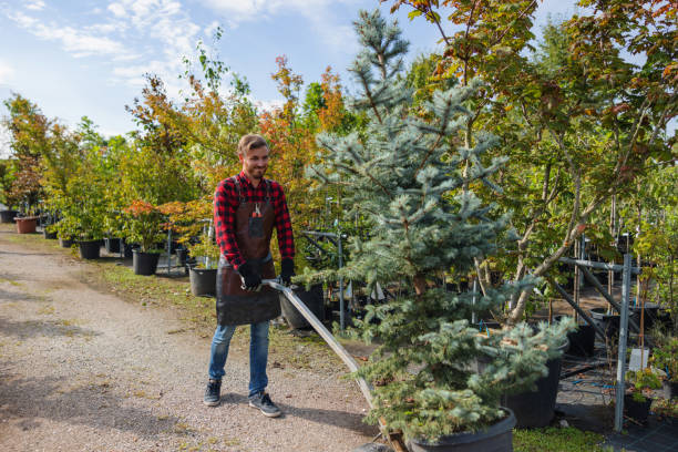 Reliable Seabrook, TX  Tree Services Solutions